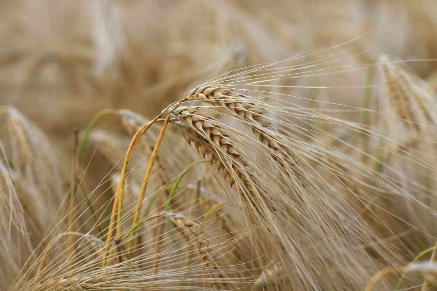 El cambio climático les pega mal a la cebada y al trigo