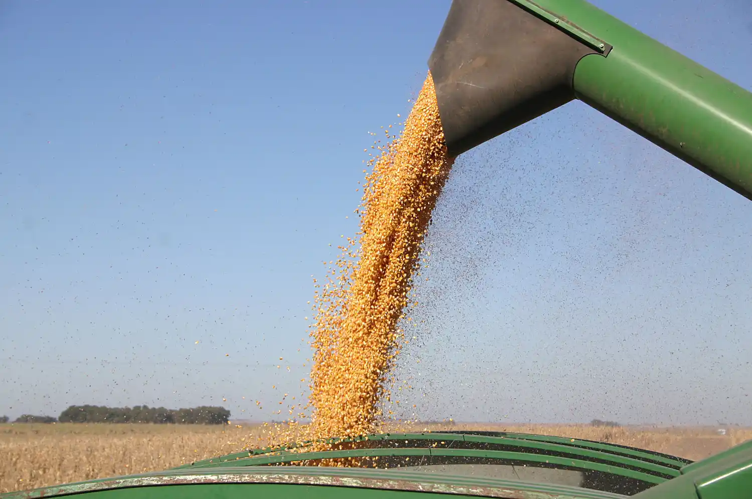 La sequía modificará el patrón comercial del trigo y del maíz