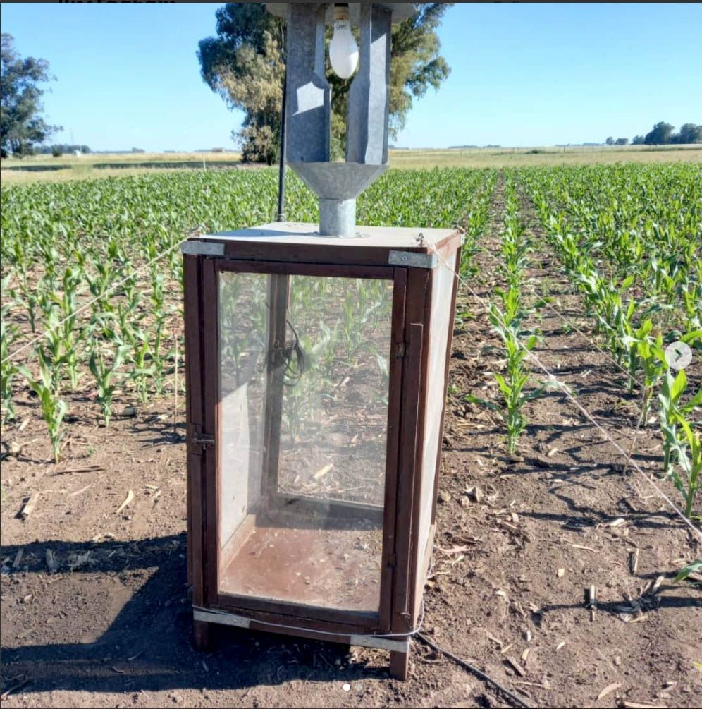 Una Trampa que da luz sobre lo que puede pasar con las polillas