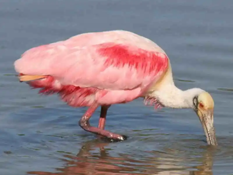 ¿Flamenco o pato rosado?