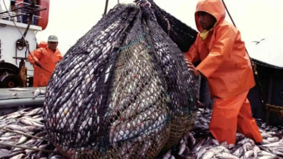 Prohíben la pesca de merluza en un área del Océano Atlántico