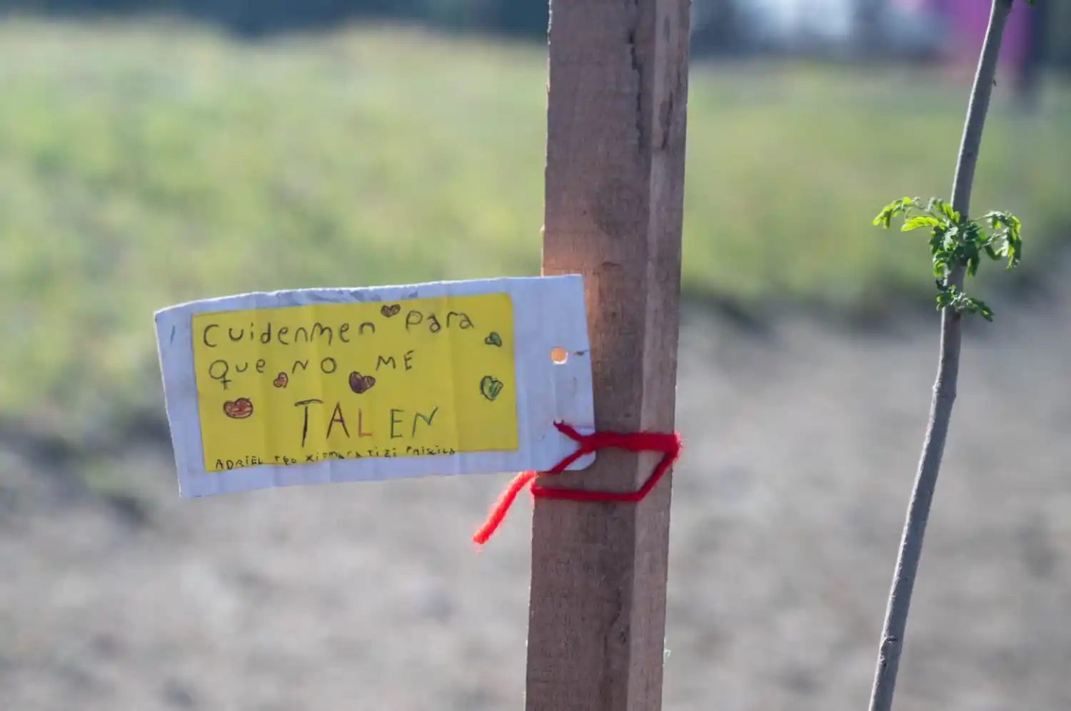 Junto a cada árbol, un mensaje de los niños