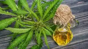 Se promulgó la adhesión provincial a la ley de cannabis medicinal
