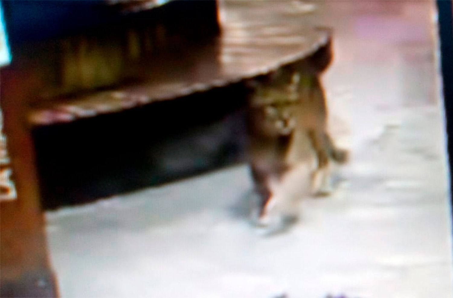 Lanzan un alerta por un puma suelto en Villa Gessell