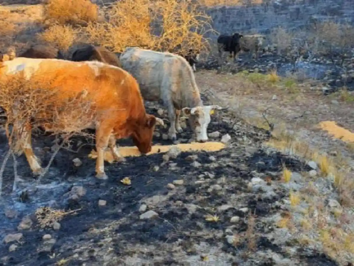  Gobierno declara a Córdoba y Formosa en Emergencia Agropecuaria   