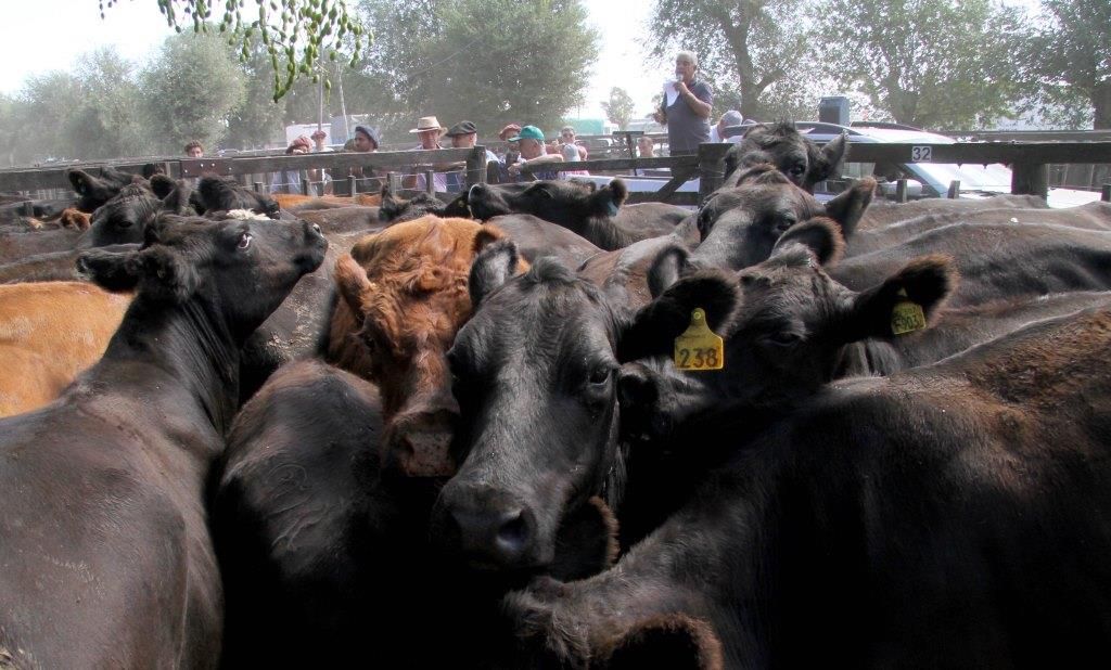 Las vacas se fueron a marzo con los Arzoz