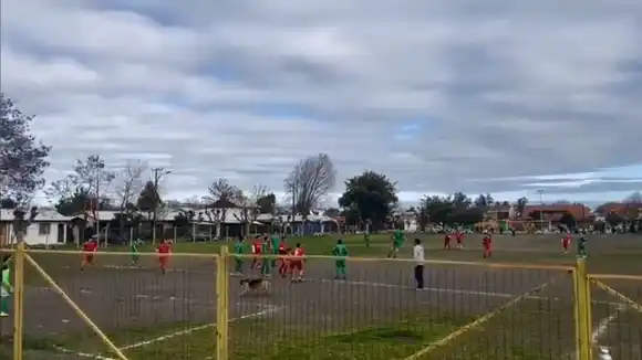 EL GOLAZO que necesitaba un equipo de fútbol lo logró un perro a quien llaman Firulais (+ Video)