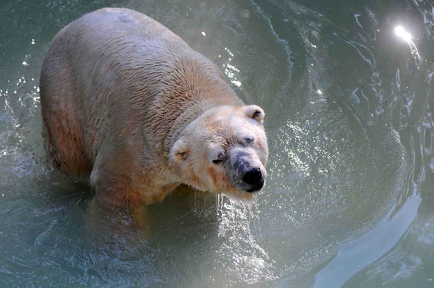  El oso polar  Arturo decaído