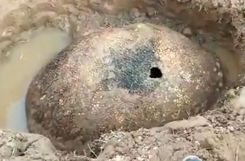 Encontraron el caparazón gliptodonte de más de 10 mil años de antigüedad