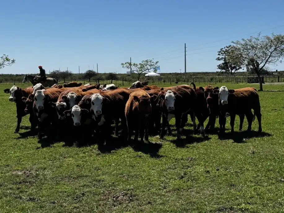 Prevén el tercer año consecutivo de caída del rodeo vacuno, con hasta un millón de cabezas menos que el período pasado