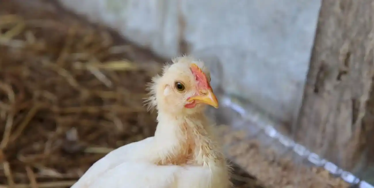 Con el documento enviado a la OMSA, el organismo sanitario nacional anunció que retomará de inmediato las gestiones con los socios comerciales para normalizar el flujo de exportaciones.