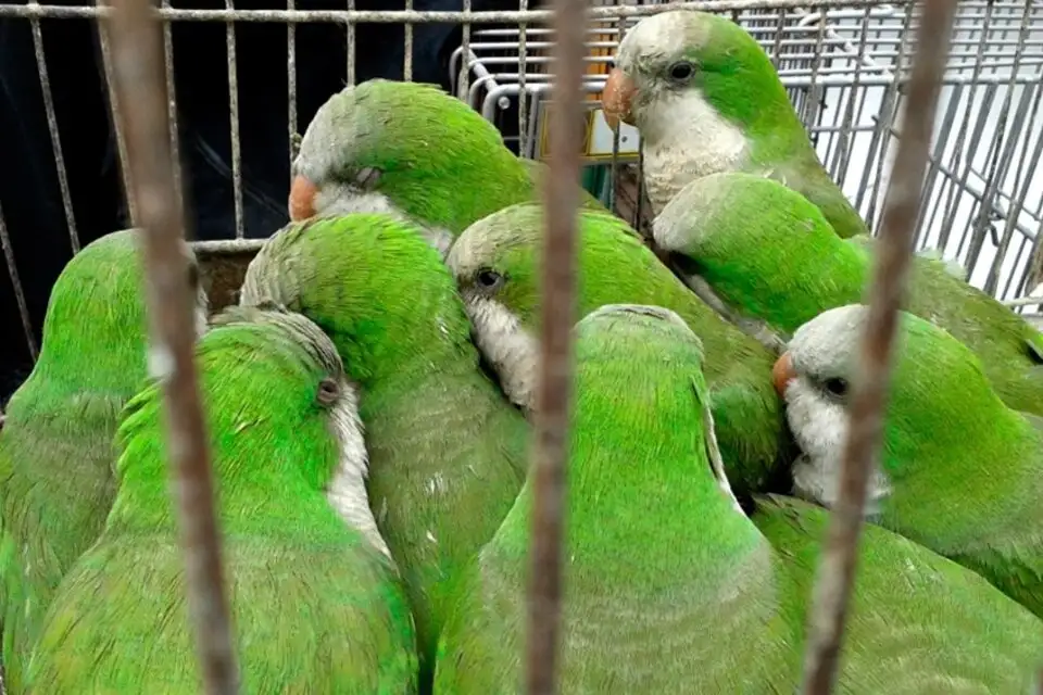 Consejos para prevenir la "gripe del loro"