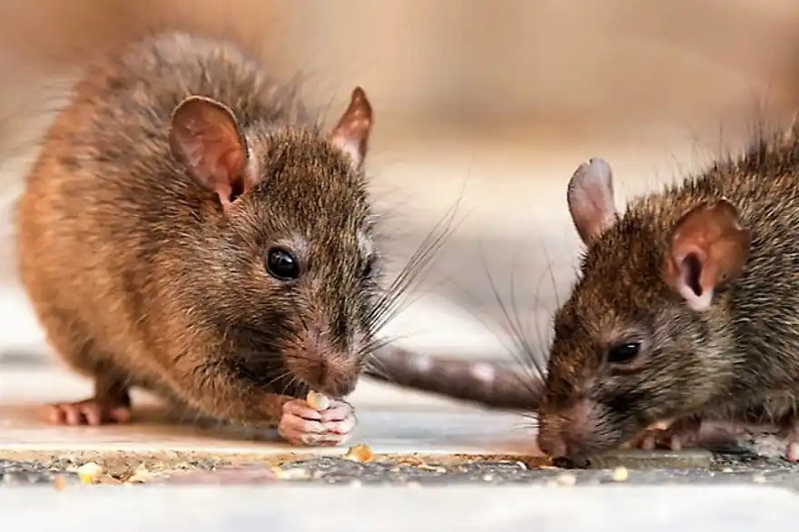 Las ratas son los principales reservorios de la enfermedad y eliminan las leptospiras por orina.