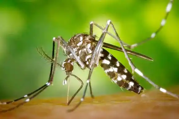 Científicos argentinos revelan cómo el mosquito que transmite el dengue sobrevive al frío