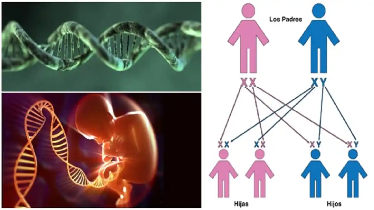 CUESTIÓN DE GENÉTICA ¿Sabías que estos rasgos y predisposiciones también se heredan?