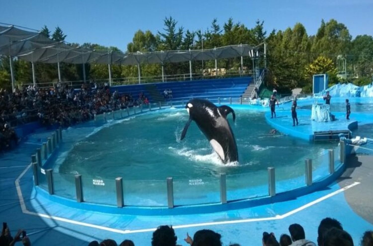 Presentan un proyecto de ley para prohibir espectáculos de animales marinos en cautiverio