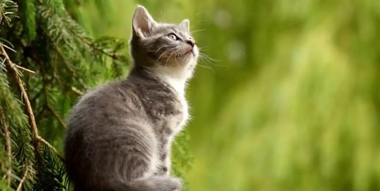 El objetivo principal de este día es concienciar sobre los derechos de los animales y promover prácticas éticas y responsables en relación con ellos.