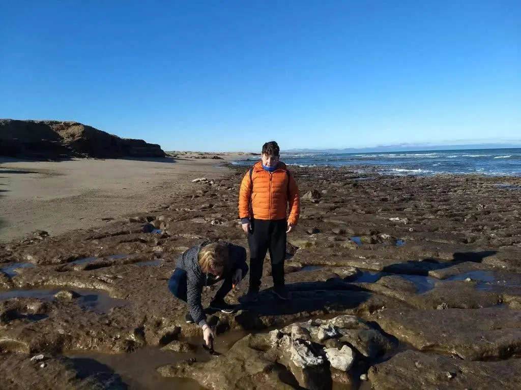 Encuentran restos fósiles de un perezoso gigante