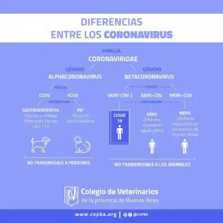 El Colegio de Veterinarios tranquilizó ante los primeros casos de Covid-19 en gatos