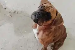 Una perra se subió a un colectivo y viajó 80 kilómetros entre dos localidades entrerrianas