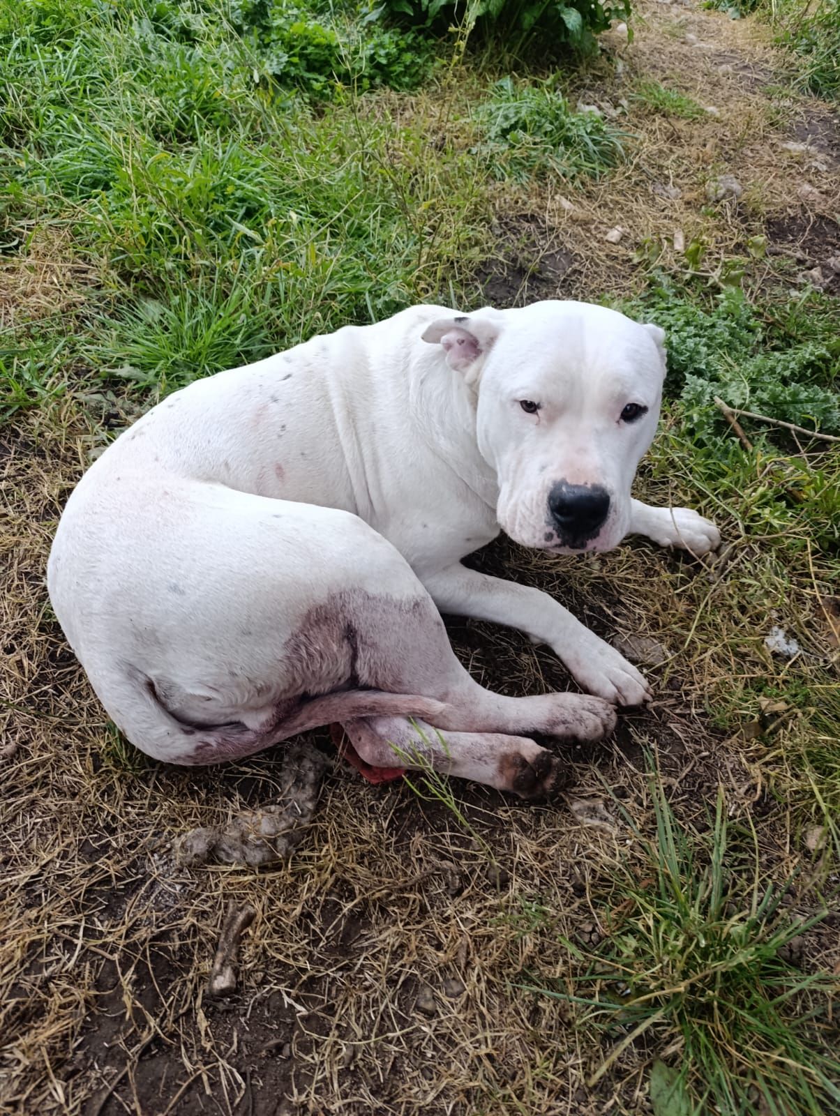 San Mayol: hirieron a un perro con un arma de fuego y el CPR dio con el responsable