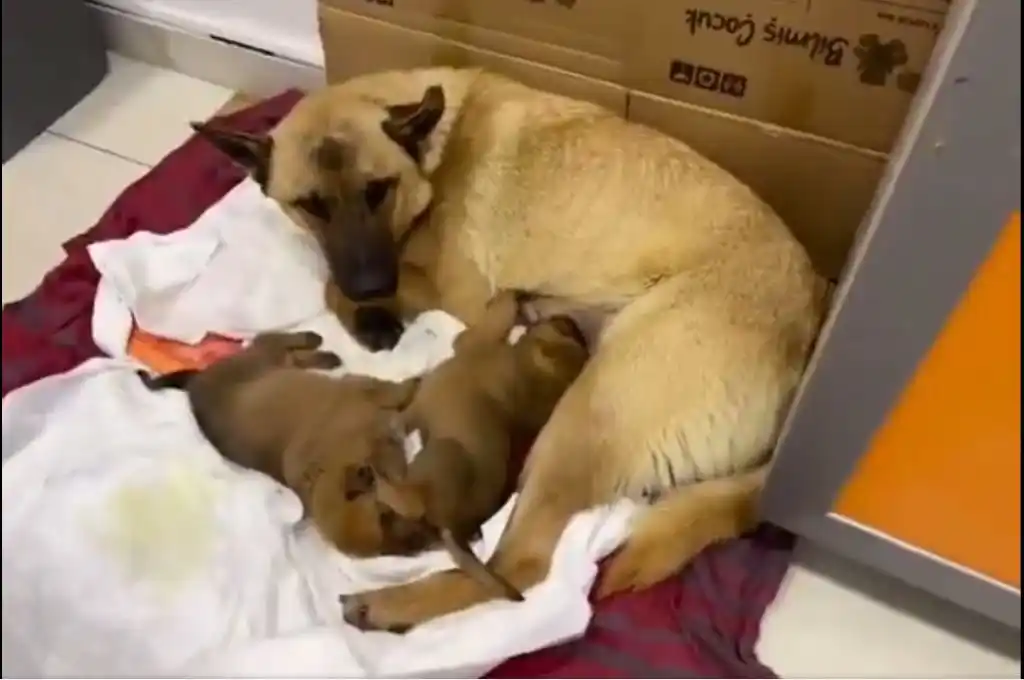 Perra callejera salva a su cachorro