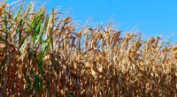 Recomiendan la declaración de emergencia agropecuaria para 13 distritos bonaerenses
