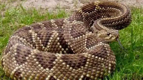 SIN GASOLINA Y SIN SUERO ANTIOFÍDICO: muere por mordida de serpiente niño de seis años en Lara