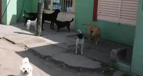 #Jauría