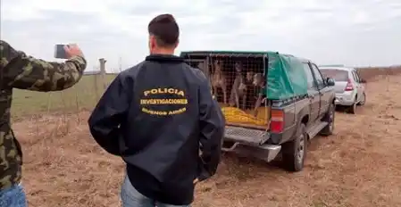 Denuncian a funcionario de Cambiemos por organizar carreras de galgos en Pergamino