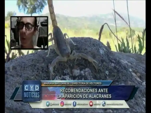 Recomendaciones ante la aparición de alacranes