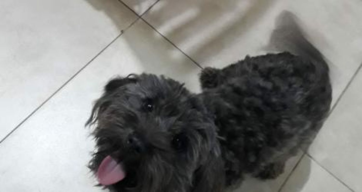 Mascota encontrada