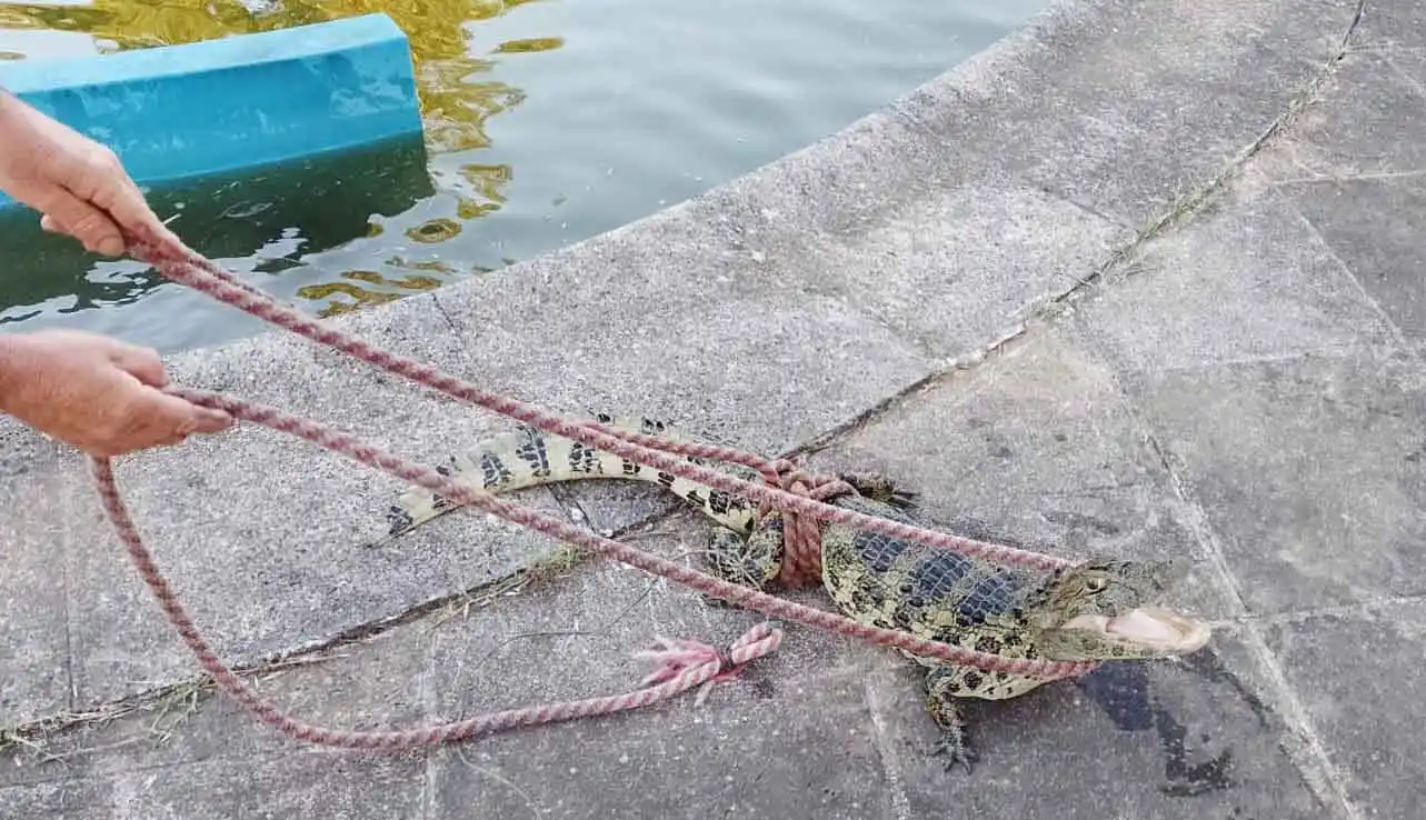 Bomberos Voluntarios capturó un yacaré en Villa Adela