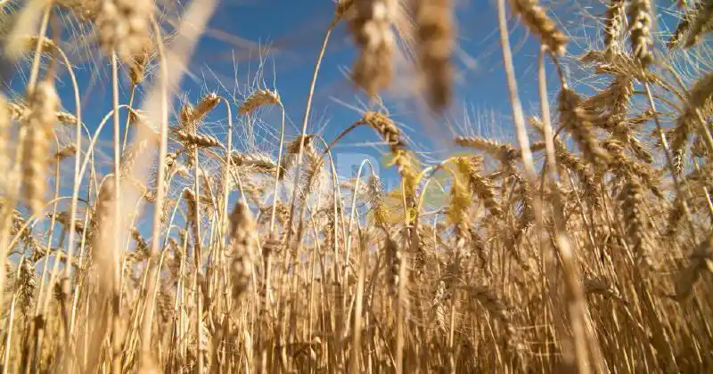 Sembrar trigo será un 50 por ciento más caro que el año pasado