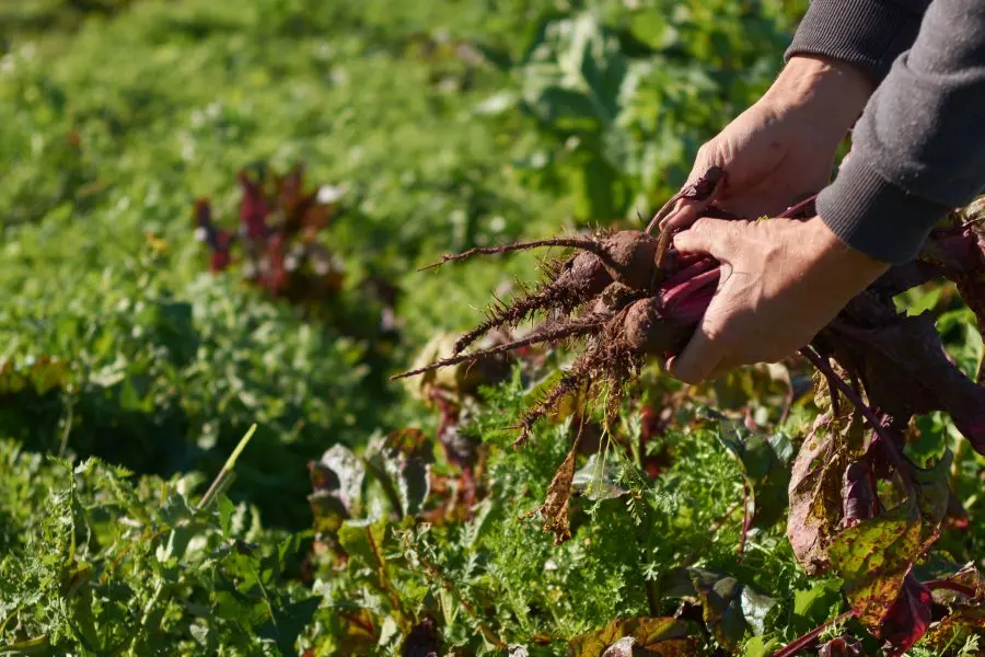 La provincia lanza una línea de asistencia sin reintegro para pequeños productores hortícolas