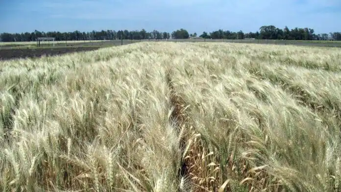 Anuncio: el Gobierno extendió la rebaja temporal de las retenciones para el trigo y la cebada