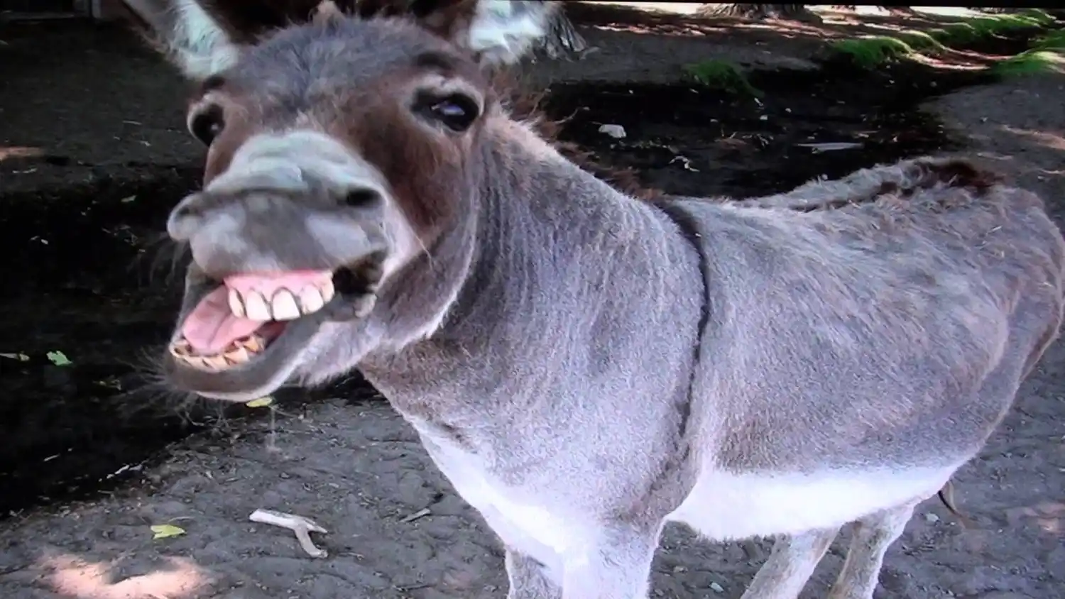 ¿Otra vez la burra al trigo?