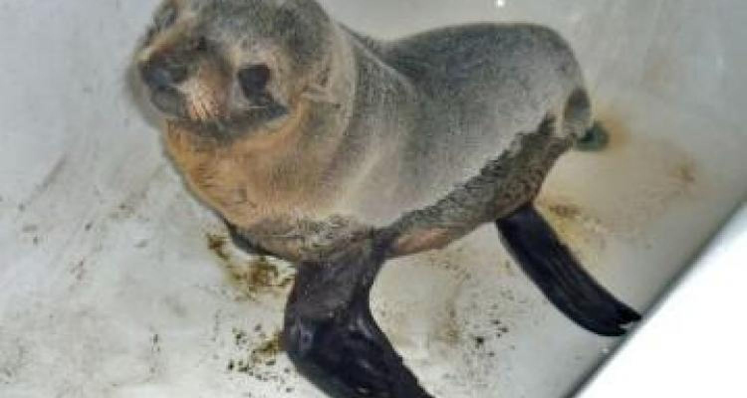 Hallan un bebe de lobo marino