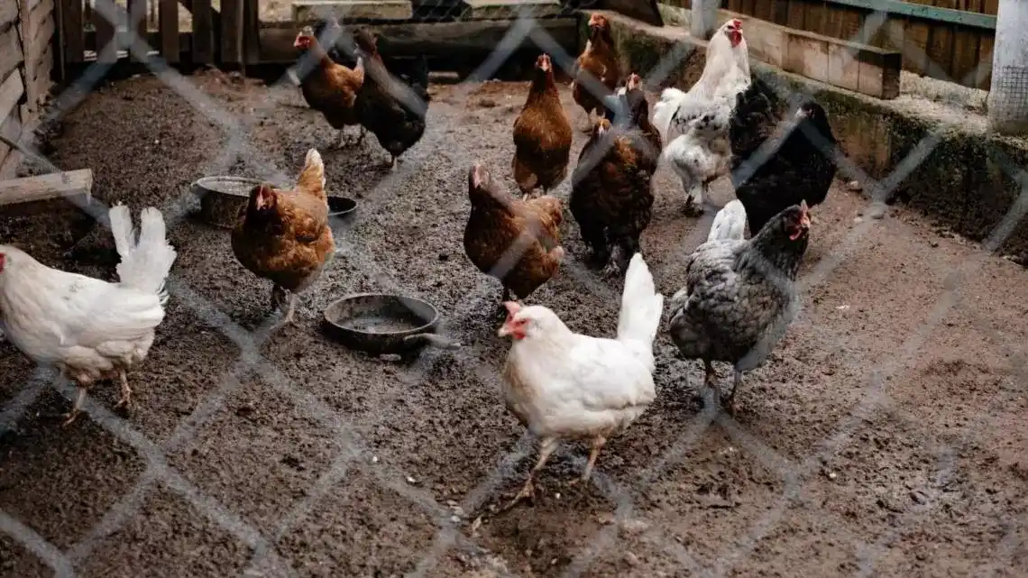 Detectan nuevos casos de gripe aviar en un establecimiento con aves de traspatio.