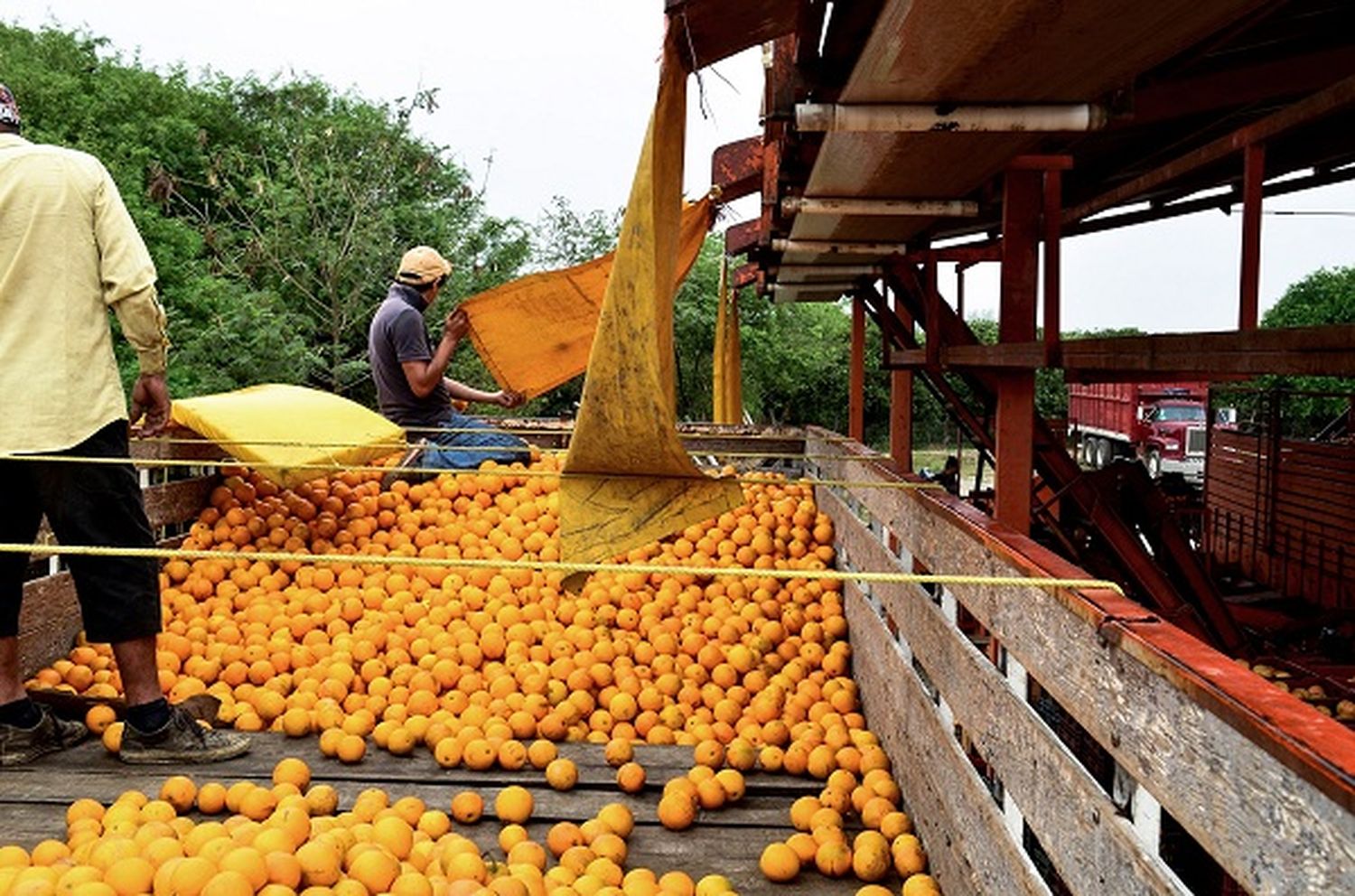 Productores citrícolas celebraron la apertura para exportar a Tailandia
