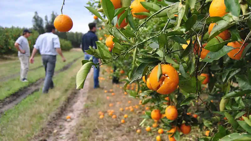 Detectan 9 nuevos casos de insectos portadores del HLB en quintas cítricas