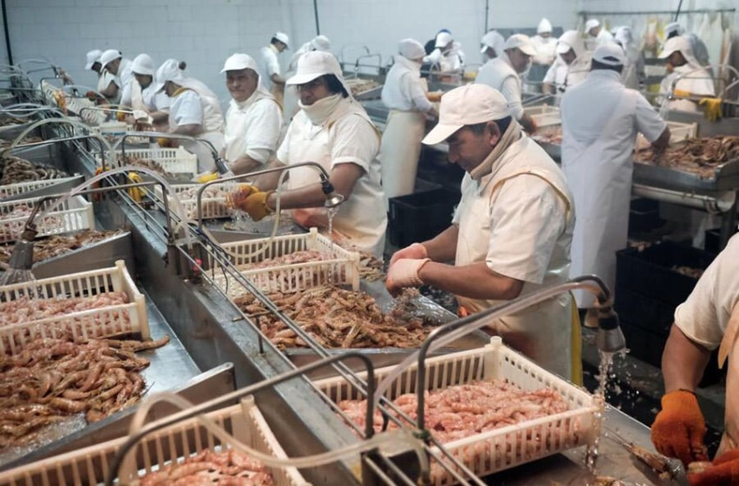 Las soluciones que puede aportarle el langostino al nuevo gobierno