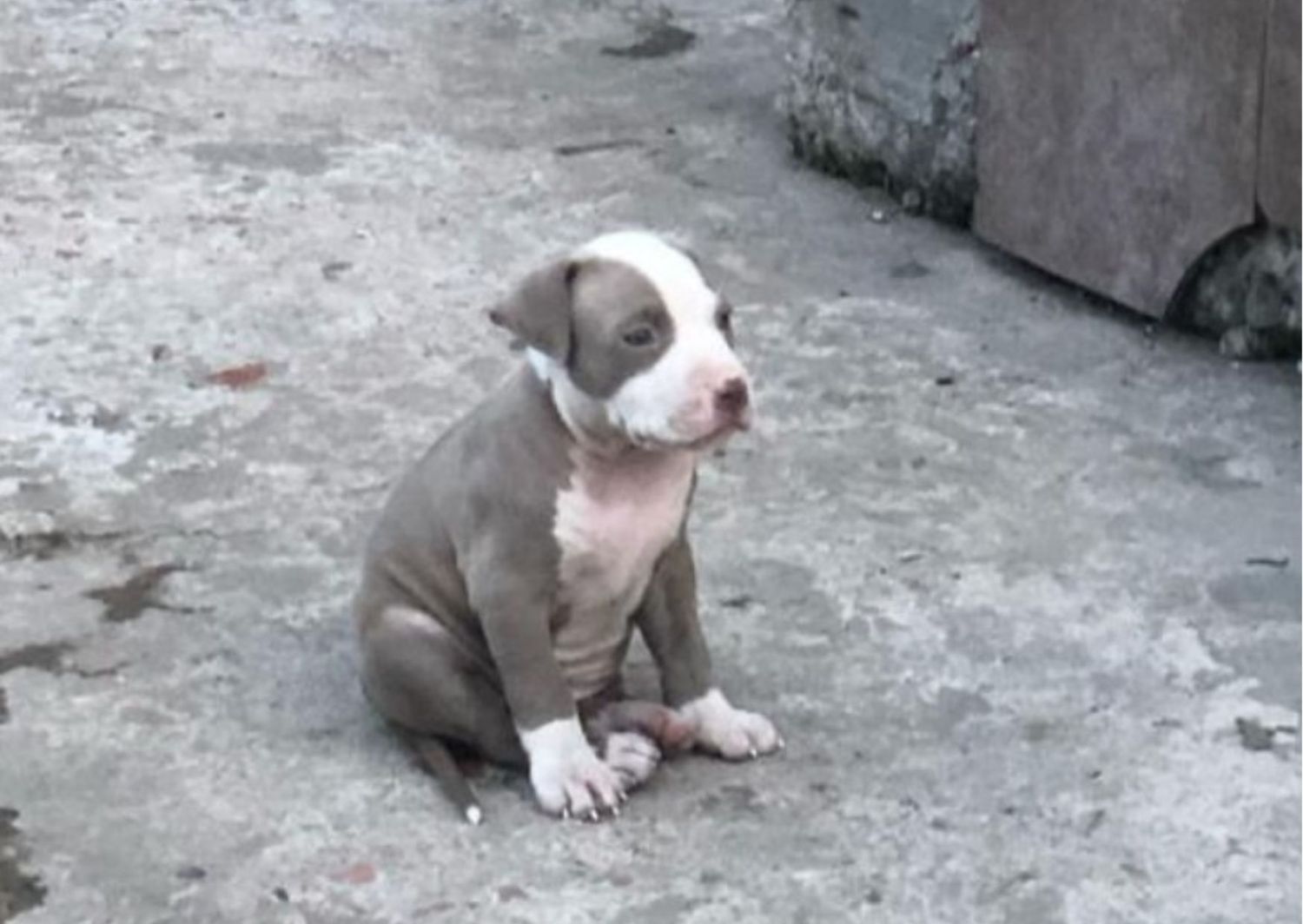Mascotas: buscan a esta perrita
