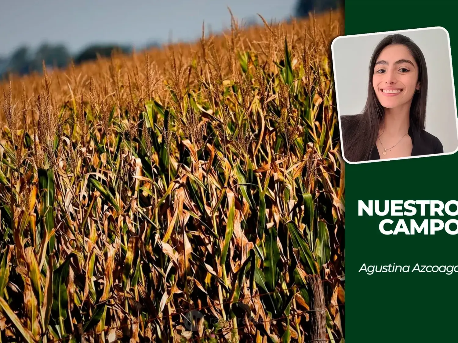 Soja y maíz 2026/27: qué alternativas ofrecen los mercados a término para cubrir precios