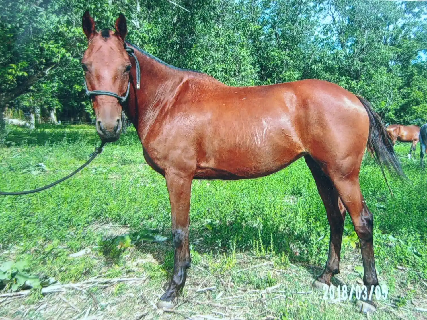 La yegua tiene poco más de 12 años y pertenece a un integrante del equipo de Pato.