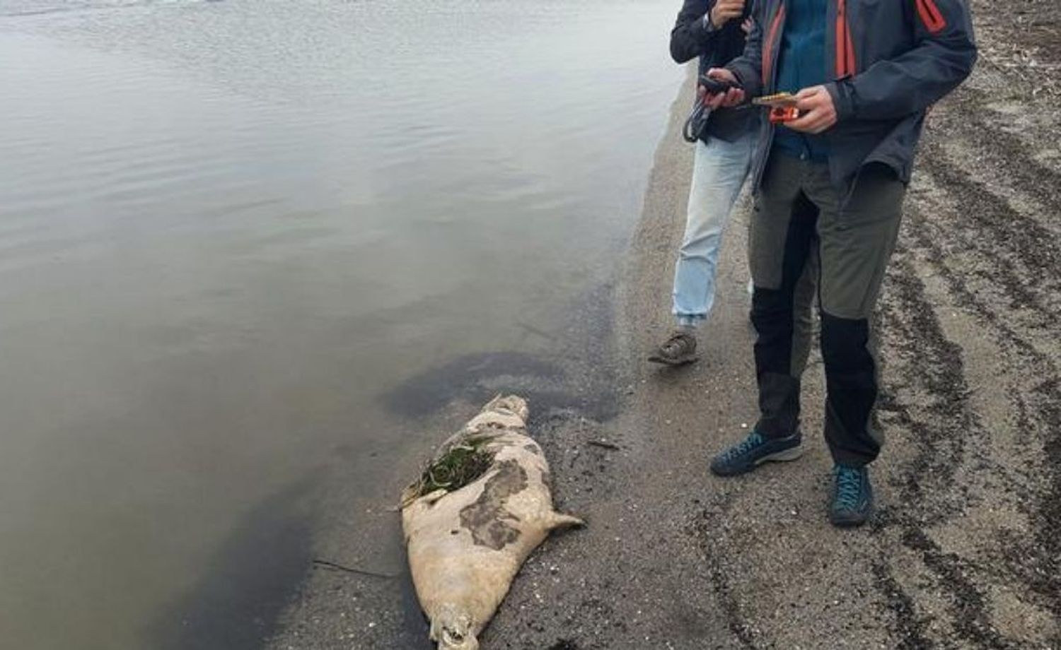 Encuentran 170 focas desolladas en las costas del Mar Caspio