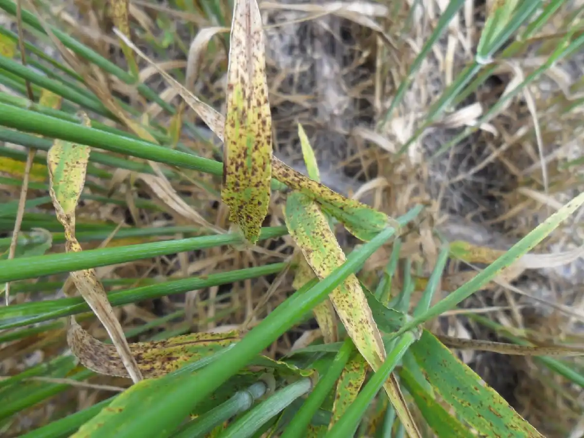 Trigo: rotación de cultivos y tratamiento de semillas, clave para el control de epidemias 