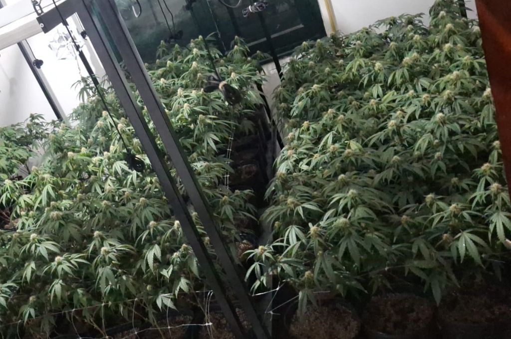 Mariehuana