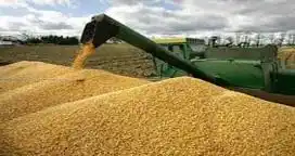 Importante advertencia de Asagir a los productores girasoleros