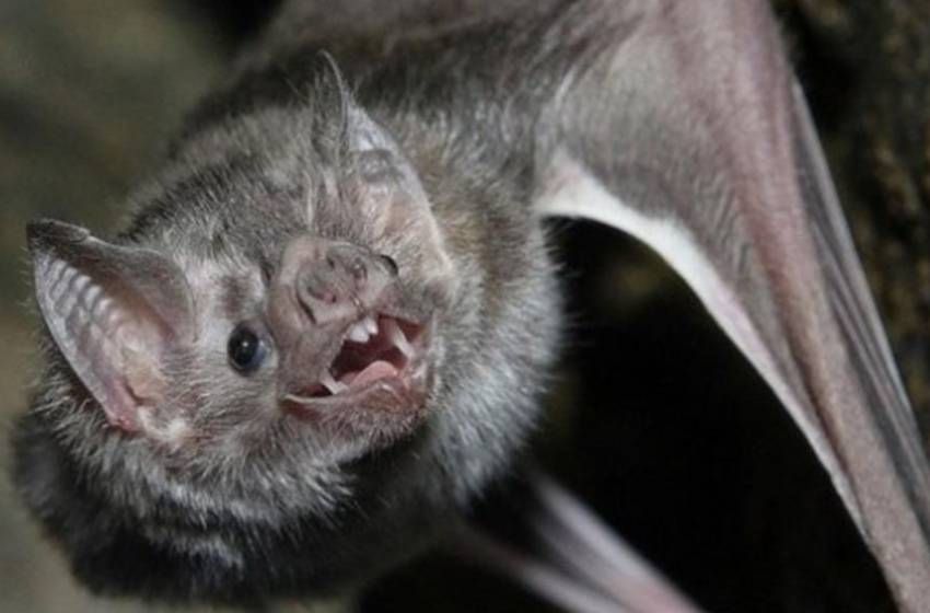 Otra activación de protocolo por un caso de murciélago con rabia en Tandil